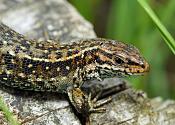 duinhagedis (lacerta agilis)